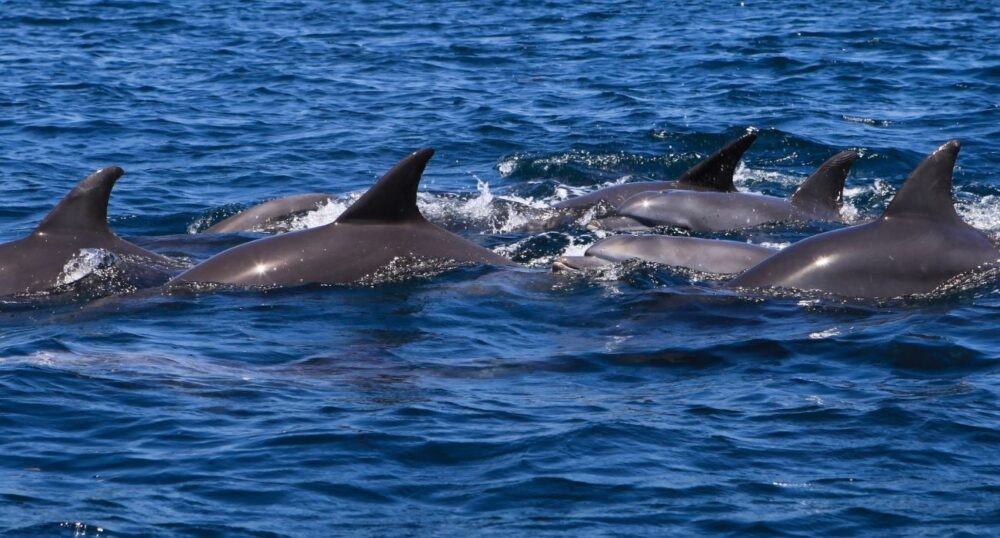 group of dolphins swimming in ocean