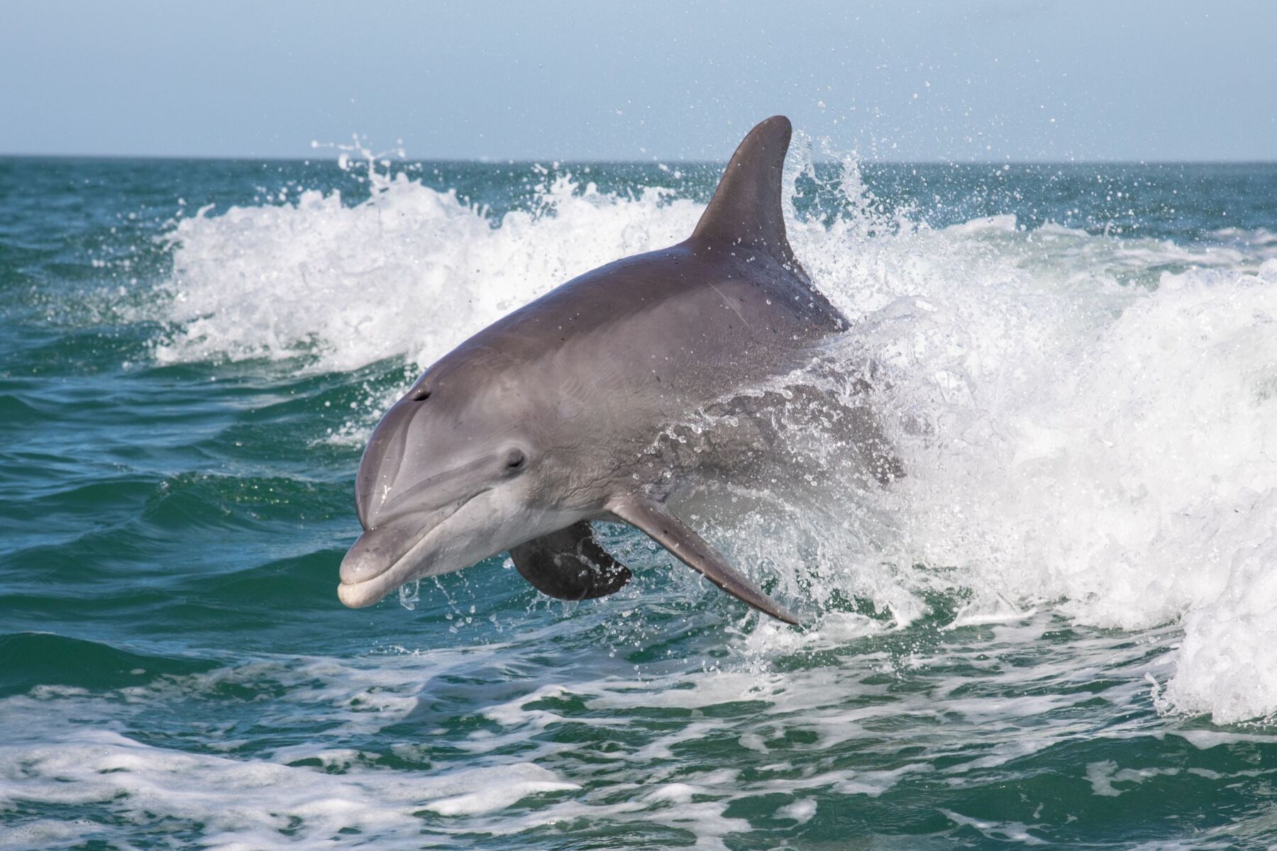 Bottlenose dolphin on Marco Island
