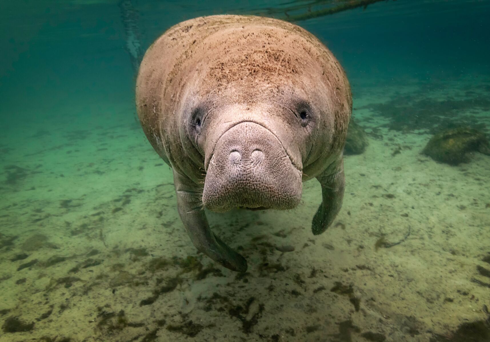manatee in shallow water